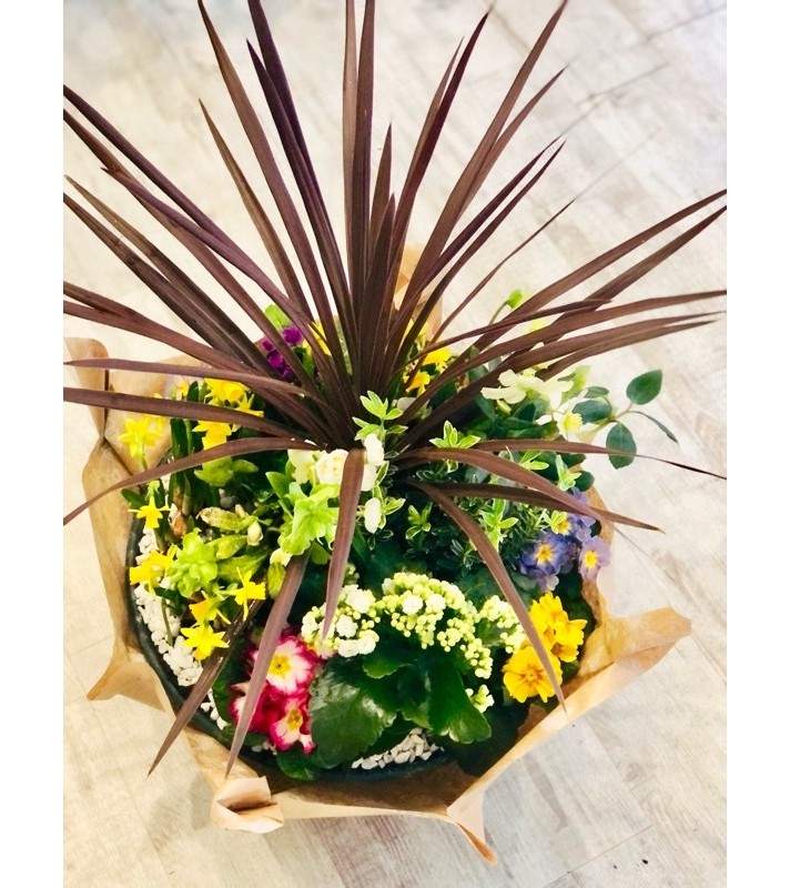 Coupe Plantes Extérieur et résistantes "Pour Durer". AnyFleurs.fr