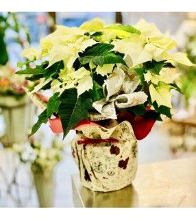 Étoile de Noël ou Poinsettia, plante fleurie blanche ou rouge pour Noël. Anyfleurs.fr