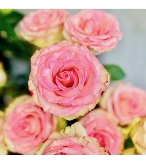 Bouquet Roses Roses " Ma Douceur". AnyFleurs.fr
