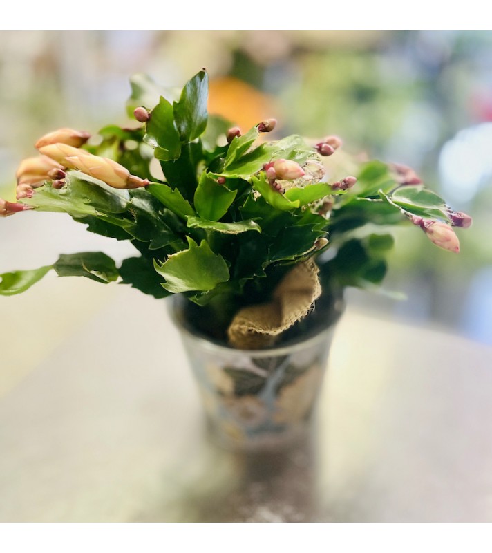 Cactus de Noël blanc-rosé ou Schlumbergera. AnyFleurs.fr