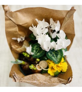 Assemblage Plantes Extérieures résistantes et de différentes variétés "Dans le temps". AnyFleurs.fr