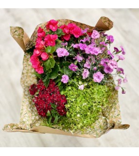 Composition Plantes Cimetière de différentes essences. "Souviens-toi". AnyFleurs.fr