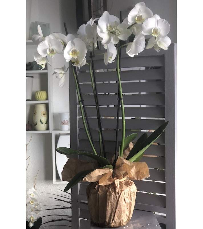 Phalaenopsis Blanc avec 3 ou 4 branches. AnyFleurs.fr