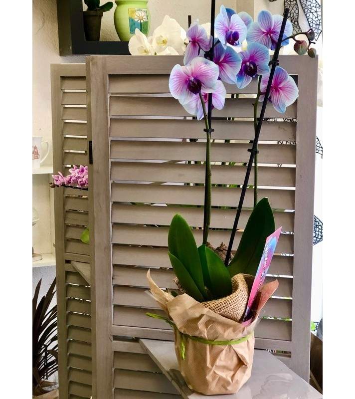 Orchidée Phalaenopsis teinté rose et bleu. AnyFleurs.fr