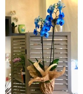 Phalaenopsis Bleu variété "Blue Mystique". AnyFleurs.fr