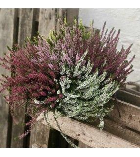 Coupe de Bruyères Calluna au feuillage persistant. AnyFleurs.fr