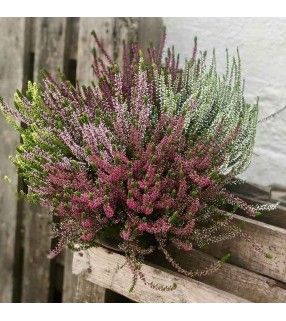 Coupe de Bruyères Calluna au feuillage persistant.. AnyFleurs.fr