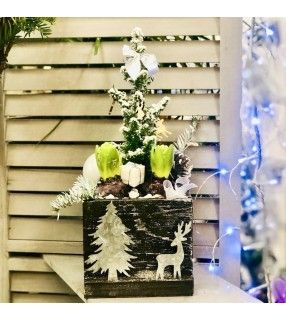 Jacinthes en Pot Noël avec son mini-sapin"Mon Noël Blanc". AnyFleurs.fr Jacinthes en Pot Noël avec son mini-sapin"Mon Noël Blanc". AnyFleurs.fr