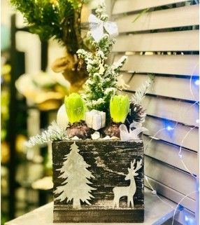 Jacinthes en Pot Noël avec son mini-sapin"Mon Noël Blanc". AnyFleurs.fr
