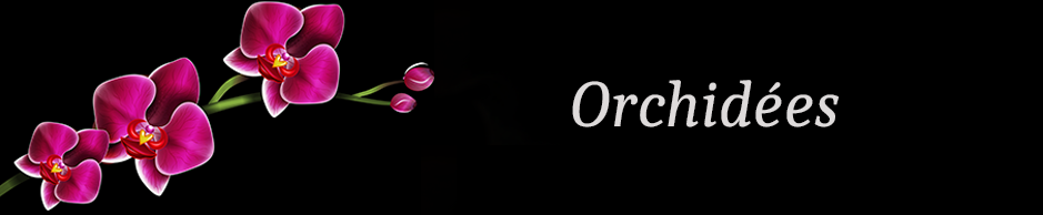 %shop-name% %separator% Orchidées